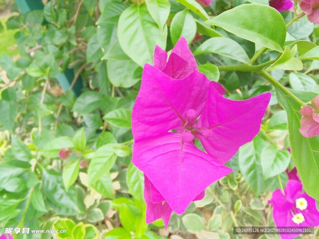 嬌艷紫花綻放綠葉間