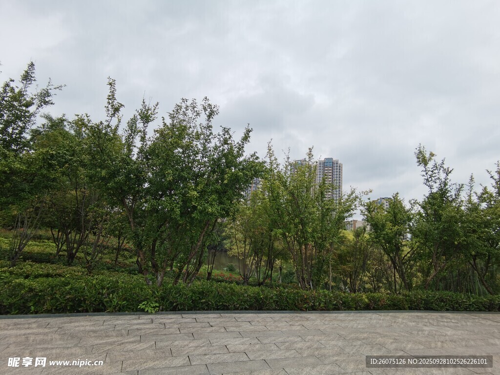 河畔綠樹景觀