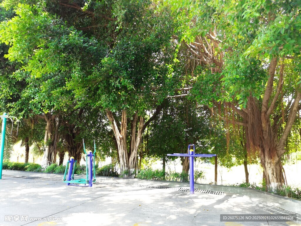公園林蔭下的休閑場景