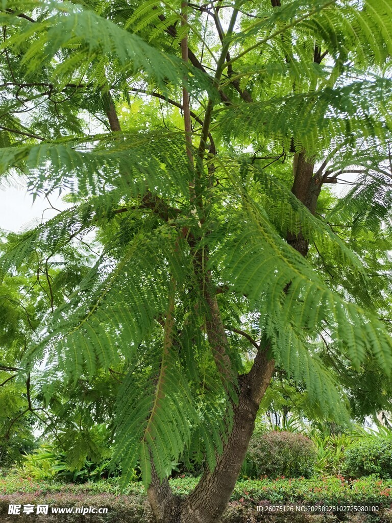 翠綠茂盛的樹木景觀
