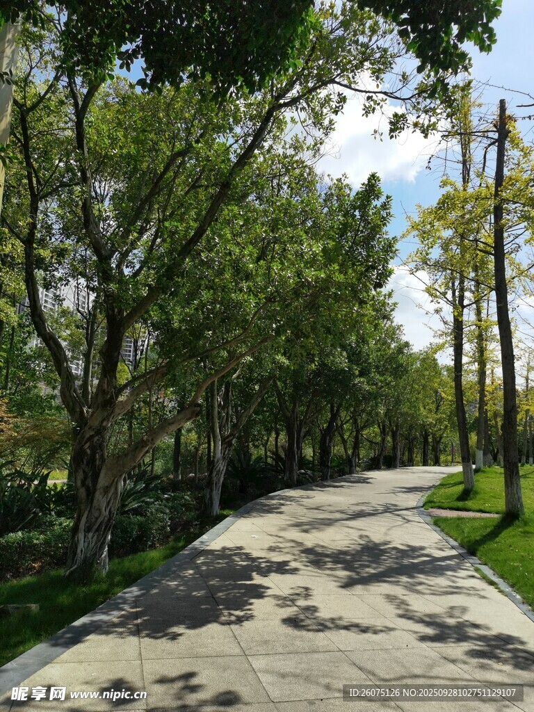 林蔭小道靜謐自然之景
