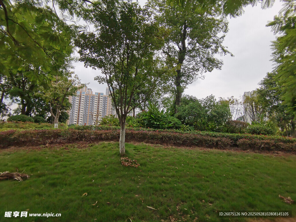 綠意盎然的公園景致