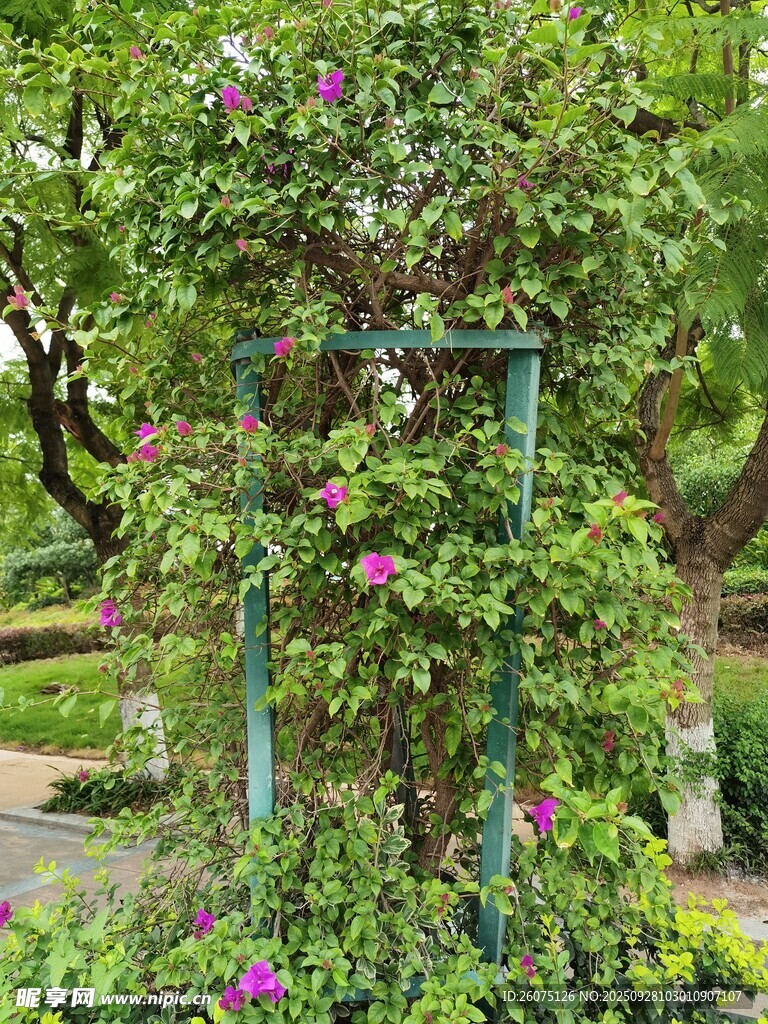 花園中繁茂的紫色藤蔓花架