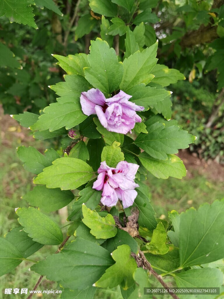 綠葉間綻放的紫色花朵