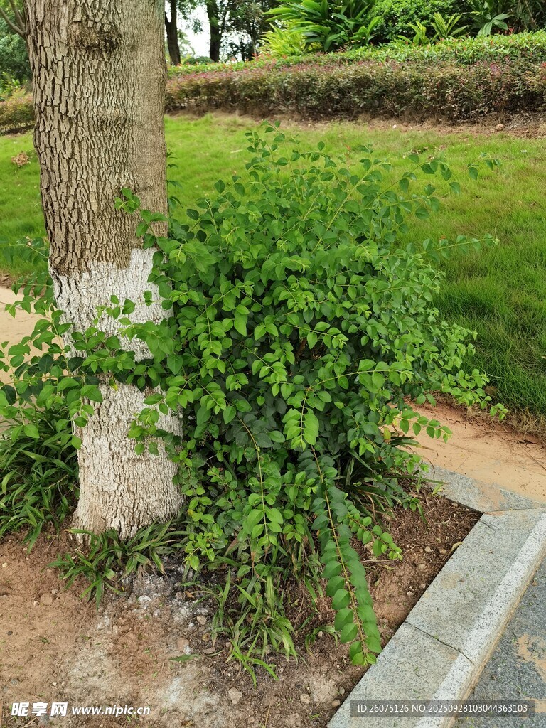 樹下綠植景觀