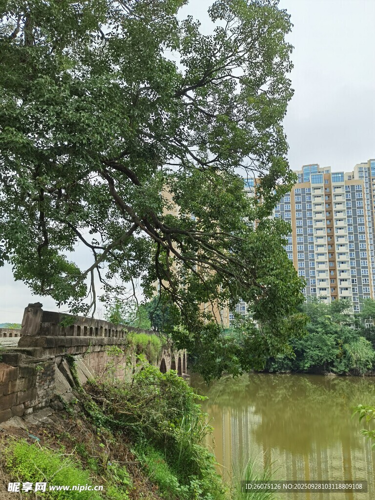 河畔綠樹(shù)與高樓景致