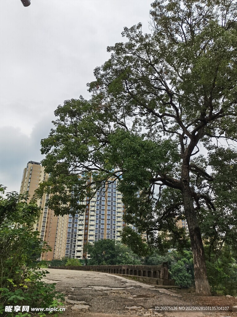 城市中蔥郁樹木與高樓