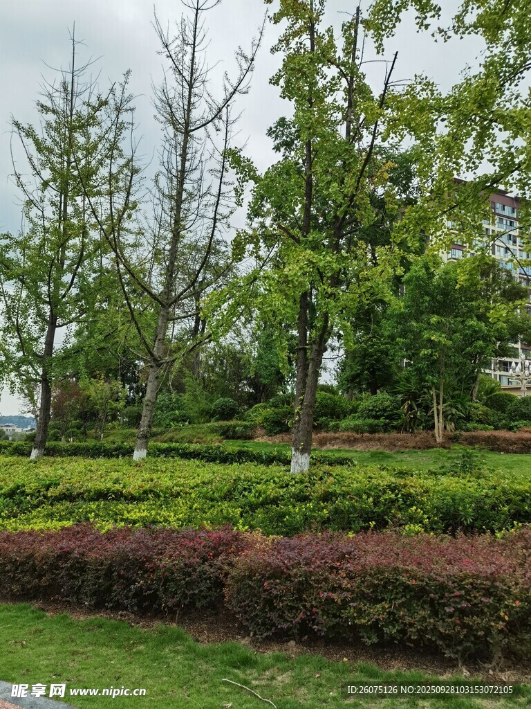 綠意盎然的園林景觀