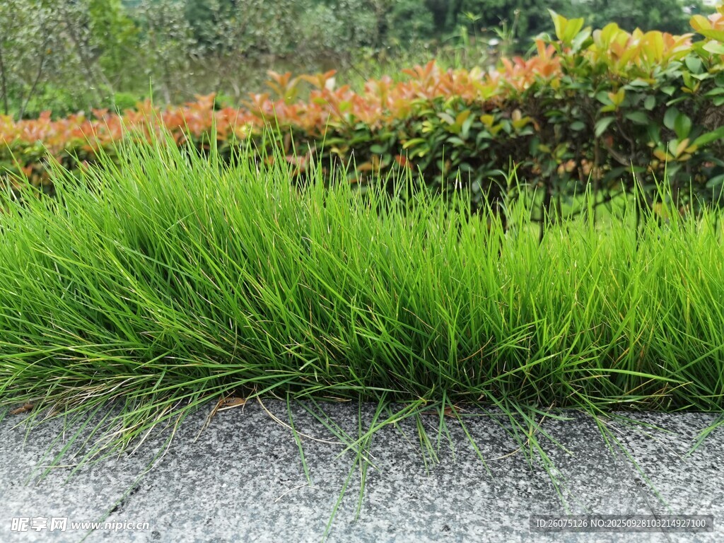 翠綠草叢與多彩花卉景觀