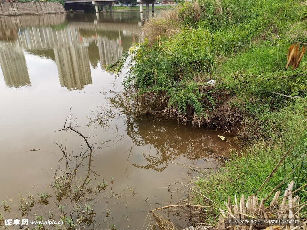 河邊水草與倒影景觀