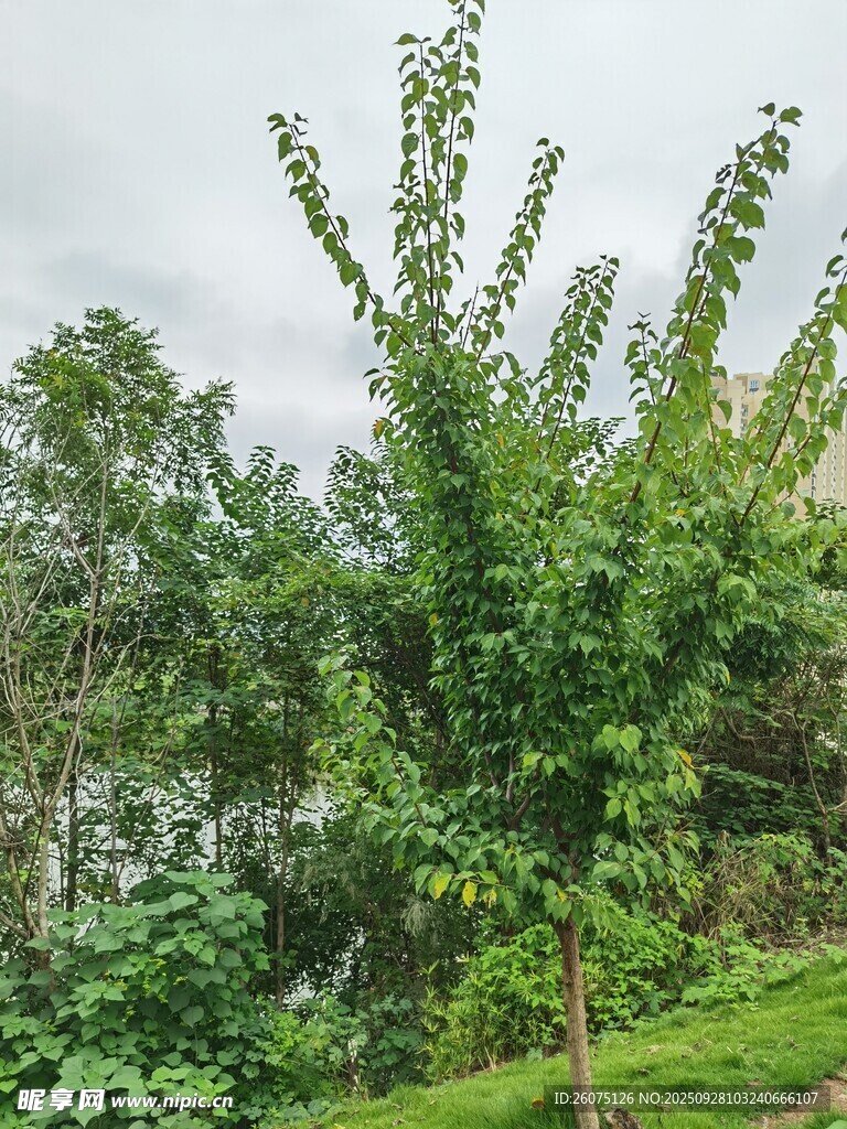 綠意盎然的繁茂樹木景觀