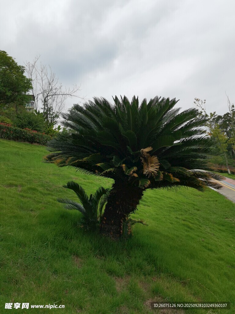 草坪上的蘇鐵植物