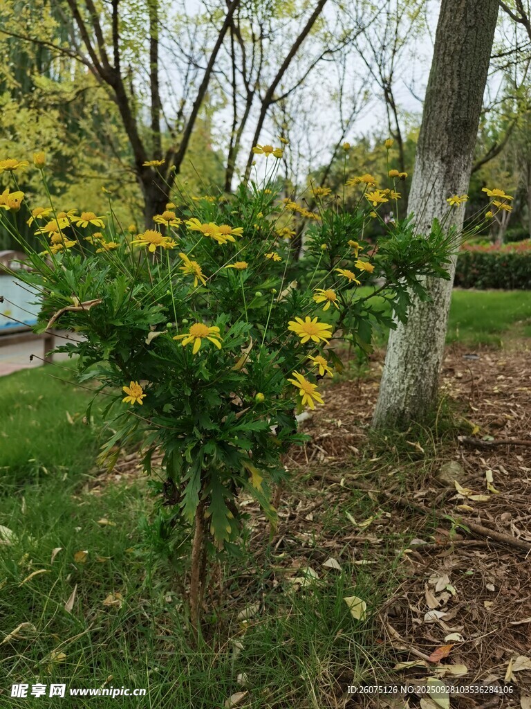 春日黃花綠植景致