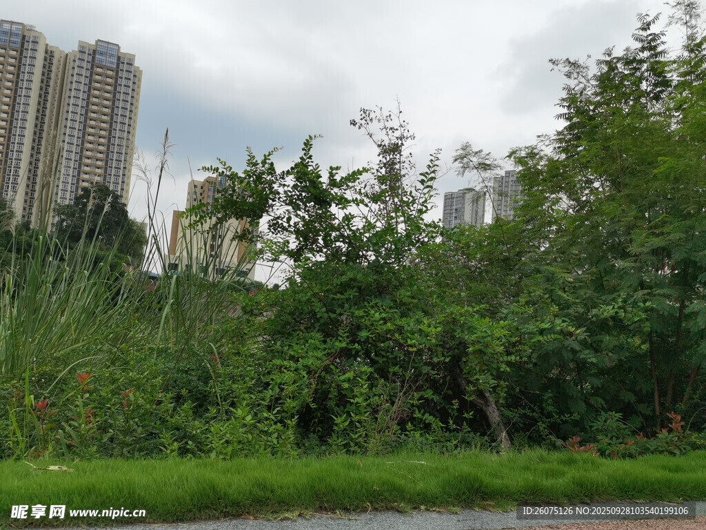 城市邊的綠植景觀