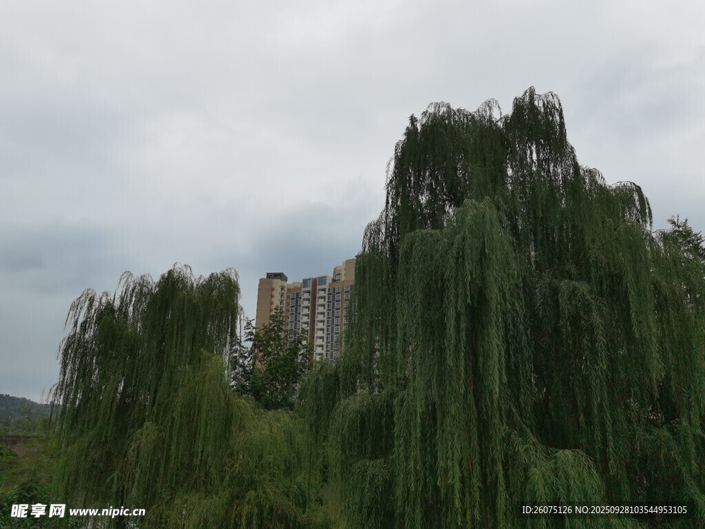垂柳映襯下的高樓遠景
