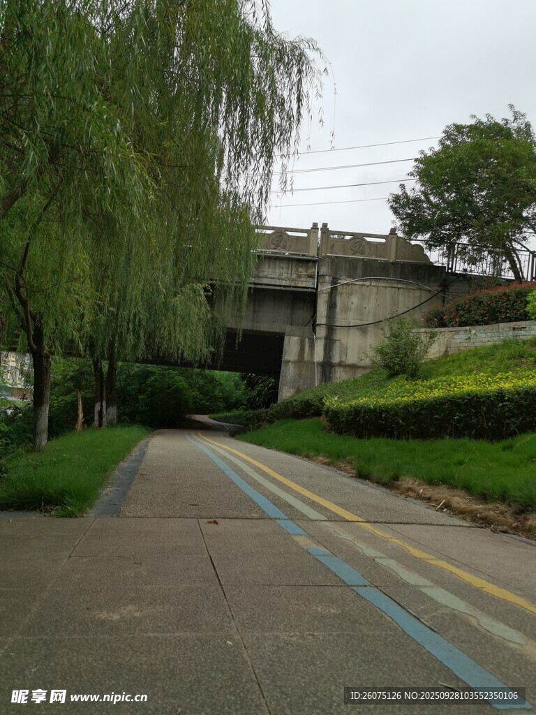 林蔭小道旁的蔥郁柳樹(shù)