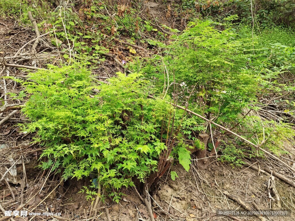 嫩綠植物生長(zhǎng)于土地間