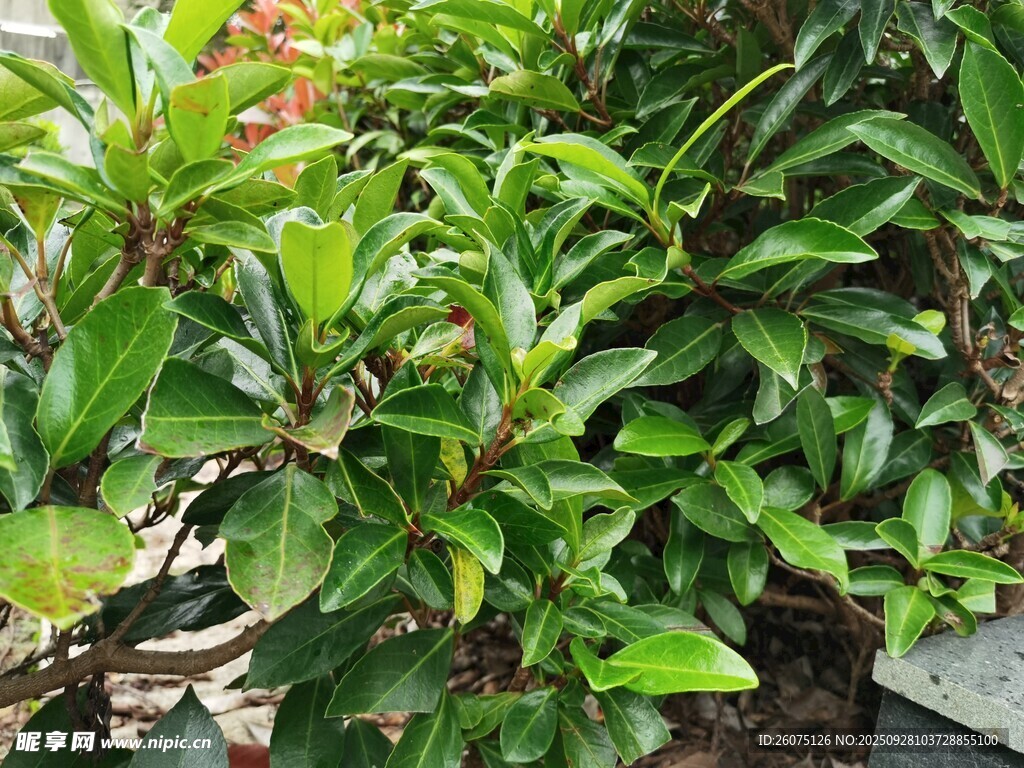 綠葉繁茂的綠植景觀