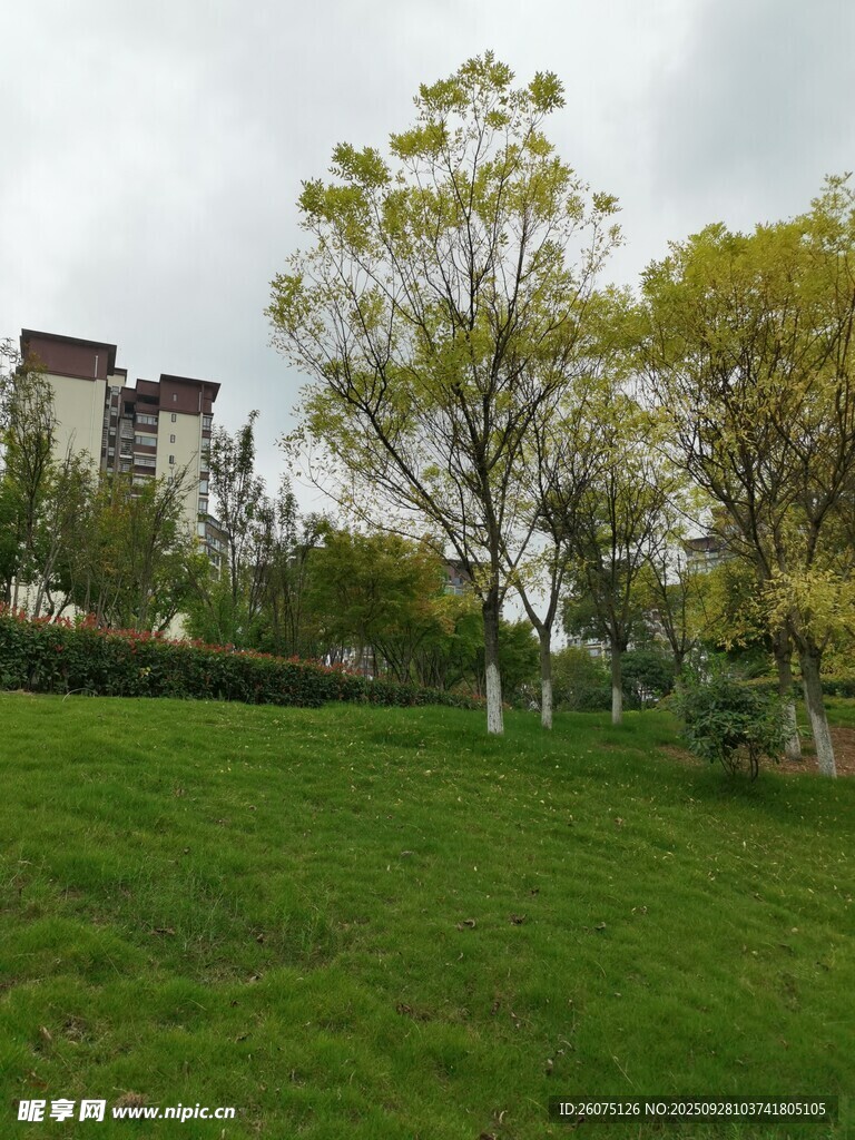 綠草如茵的城市公園景致