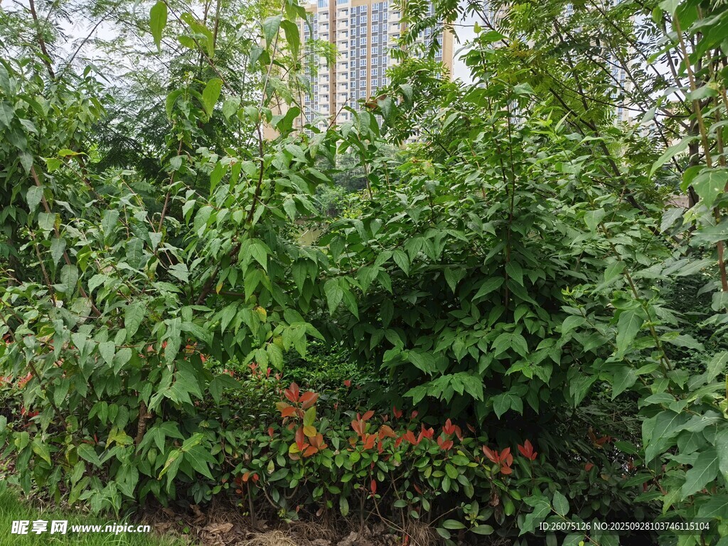 繁茂綠植與花叢景觀