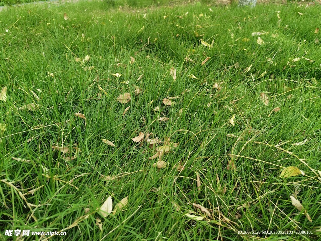 翠綠草地生機盎然