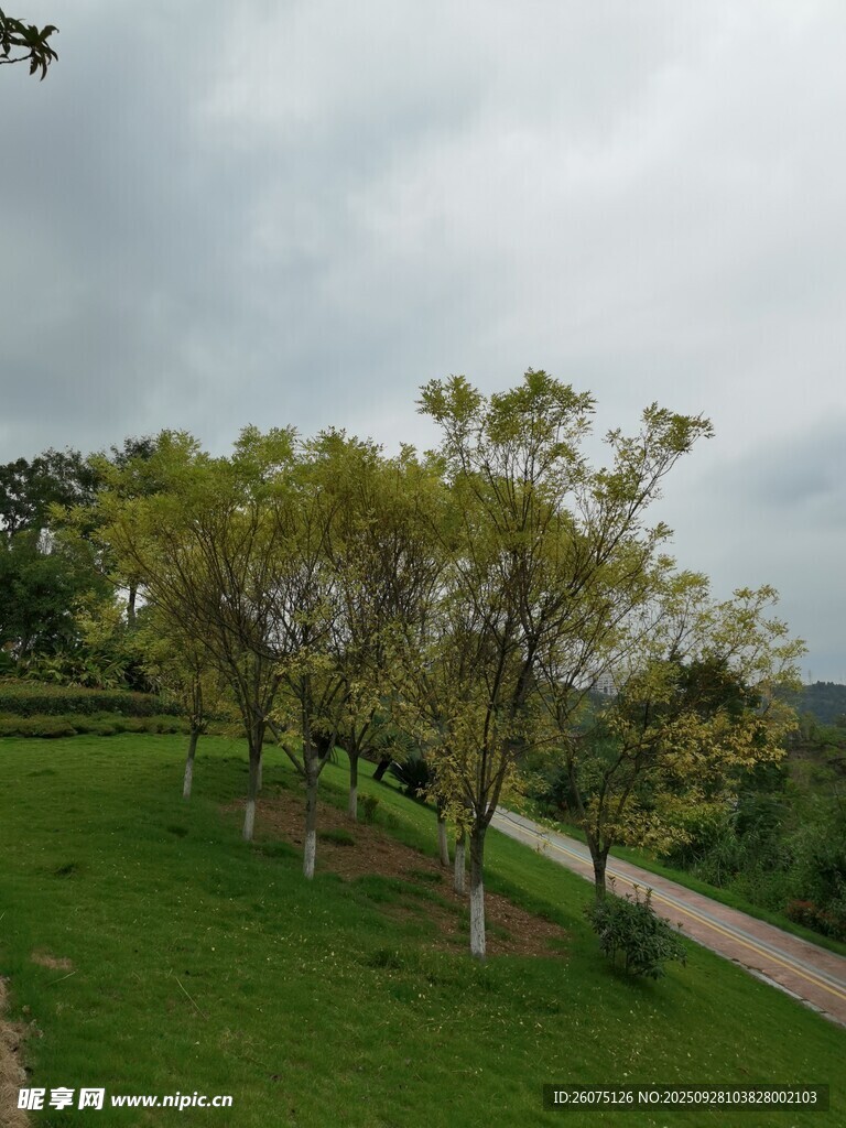 綠樹(shù)成排的開(kāi)闊草地景觀