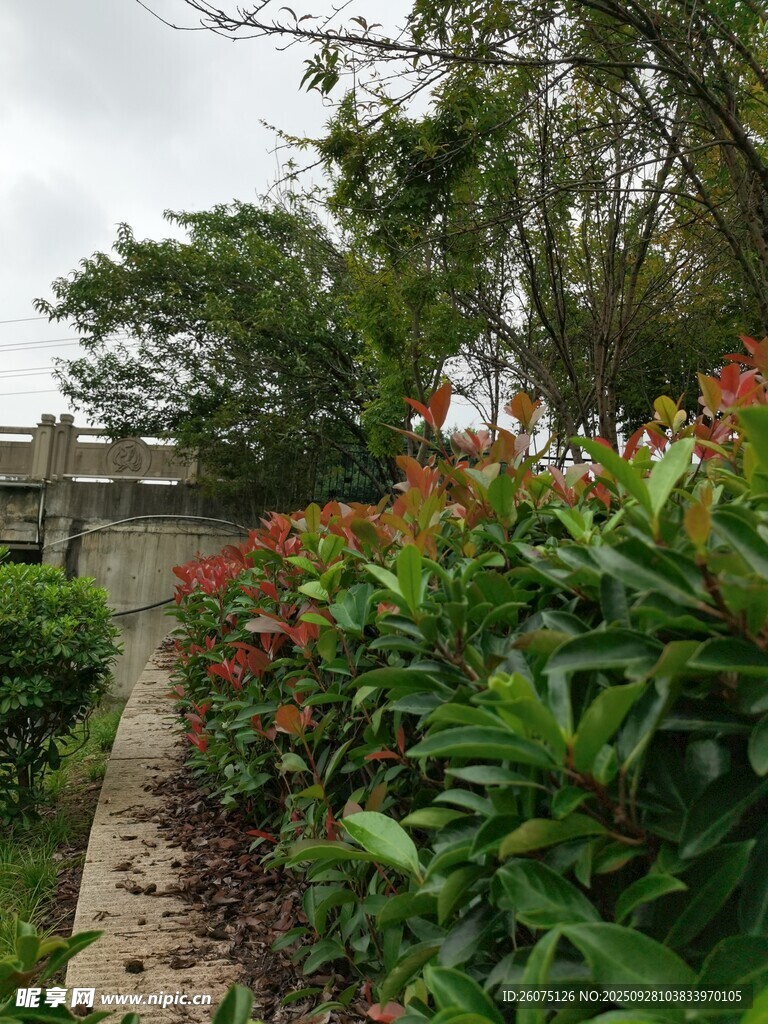 花園小徑旁的繁茂綠植