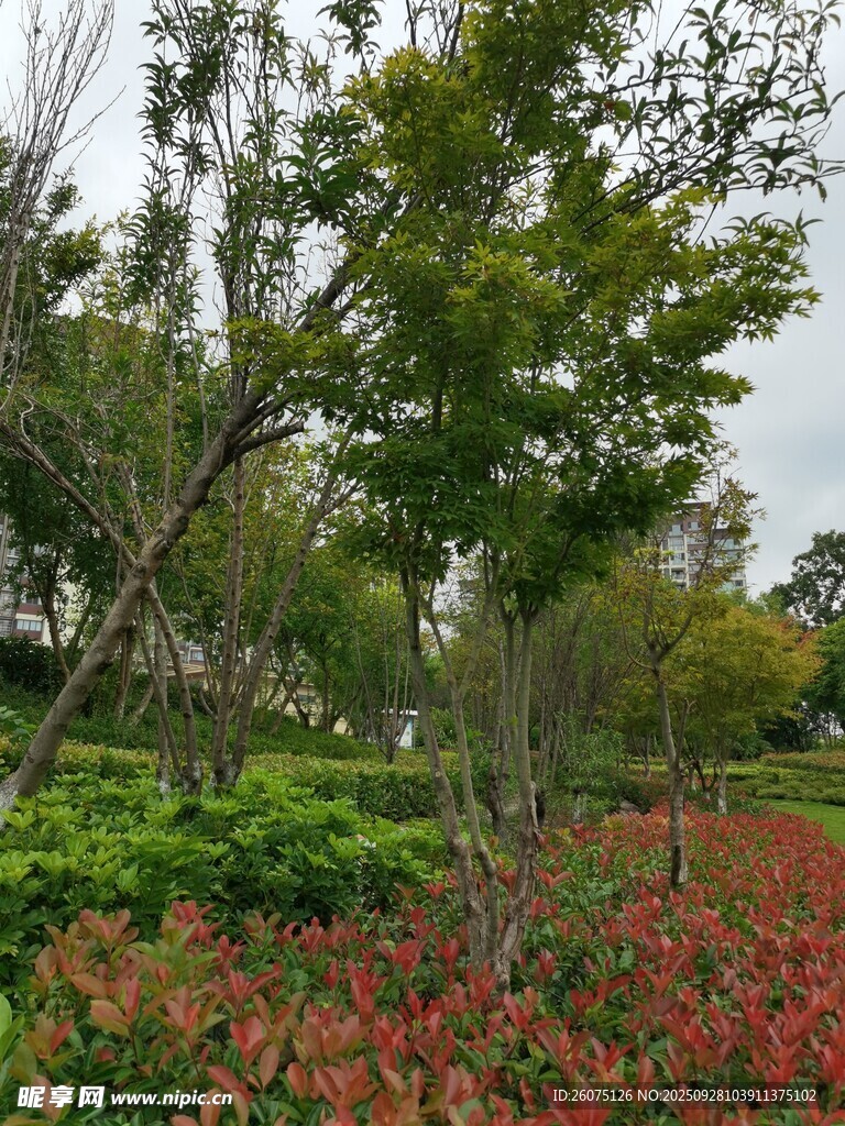 繁花綠樹的戶外美景