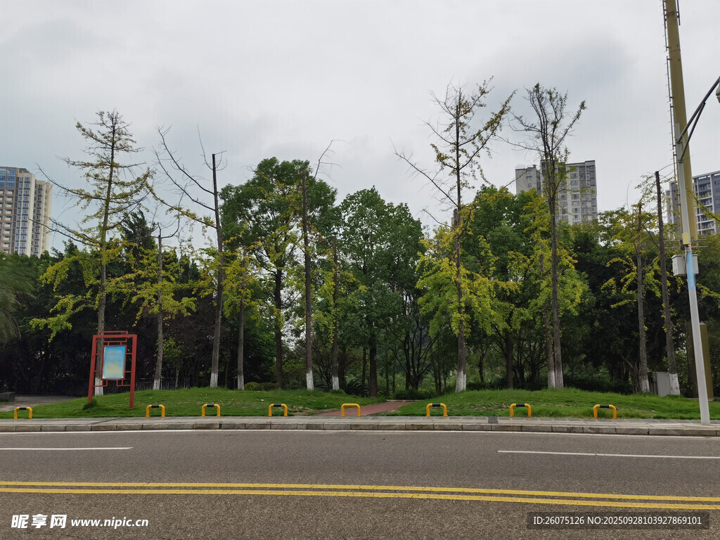 城市道路旁的綠樹景觀