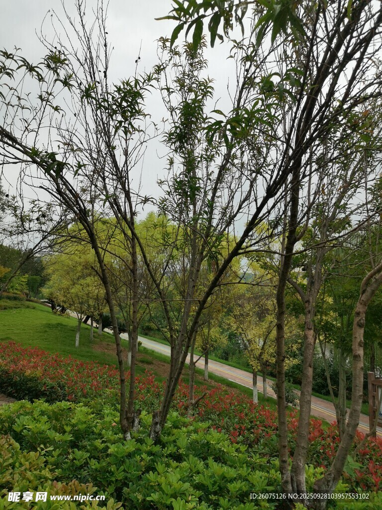 綠意盎然的戶外園林景觀