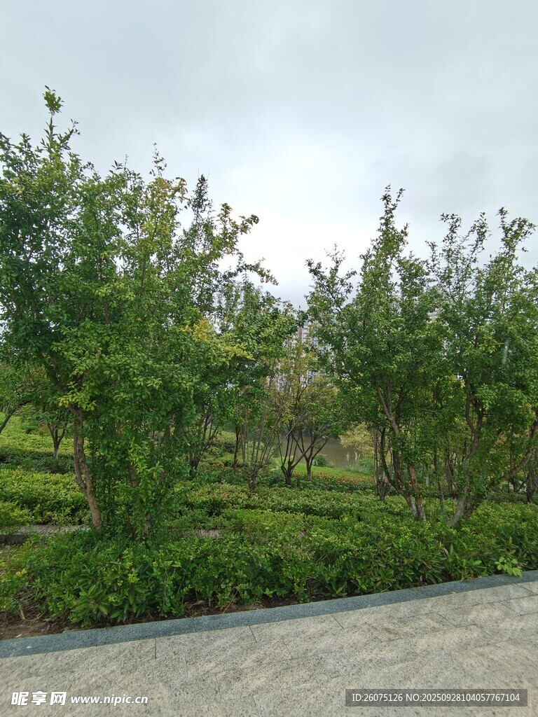 路邊綠意盎然的樹木景觀