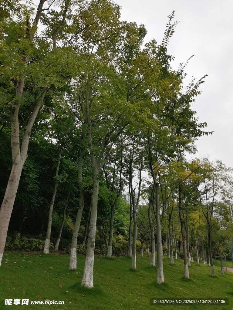 林間綠樹成蔭的清新景致