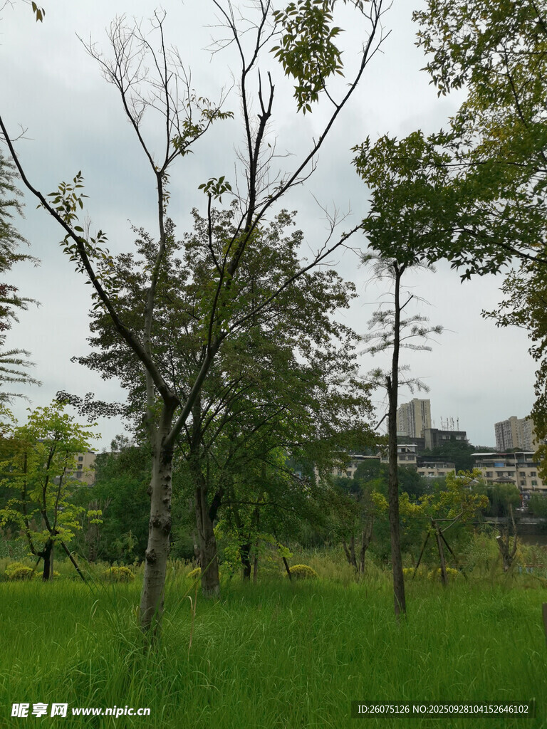 綠意盎然的公園樹木景觀