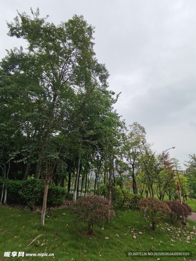 綠意盎然的戶外樹林景觀