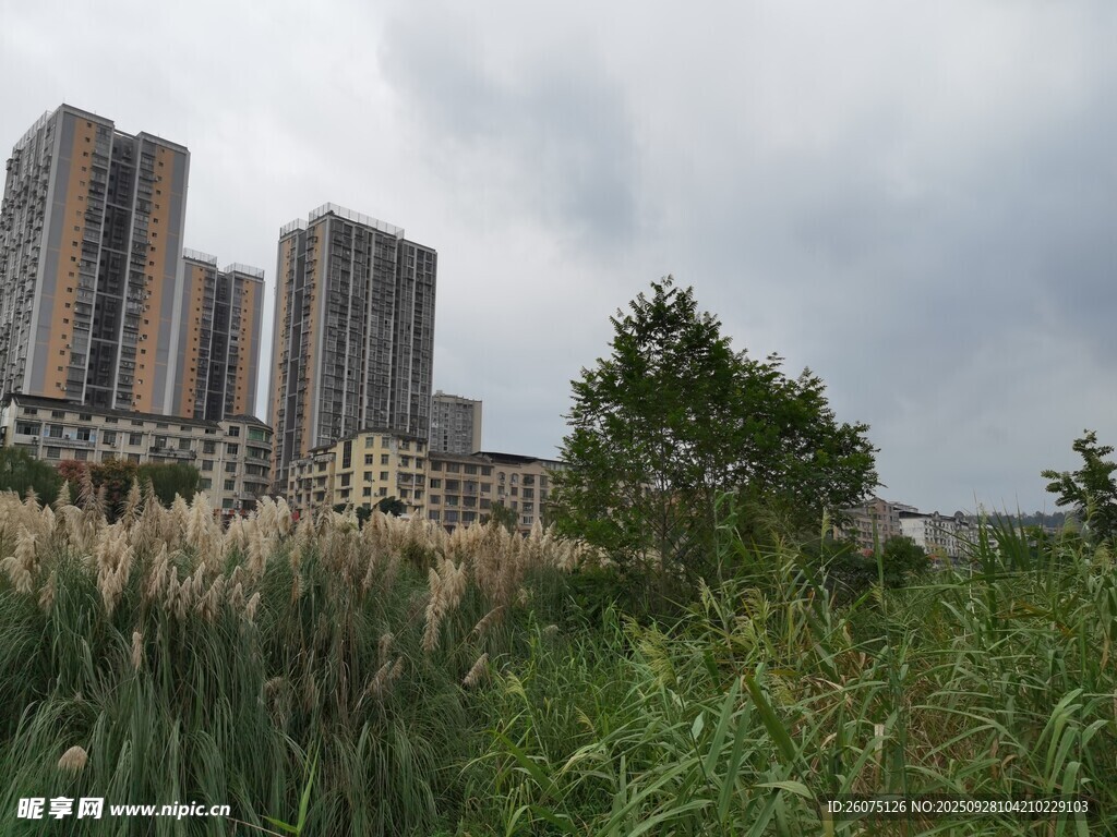 城市邊的綠植與高樓景觀