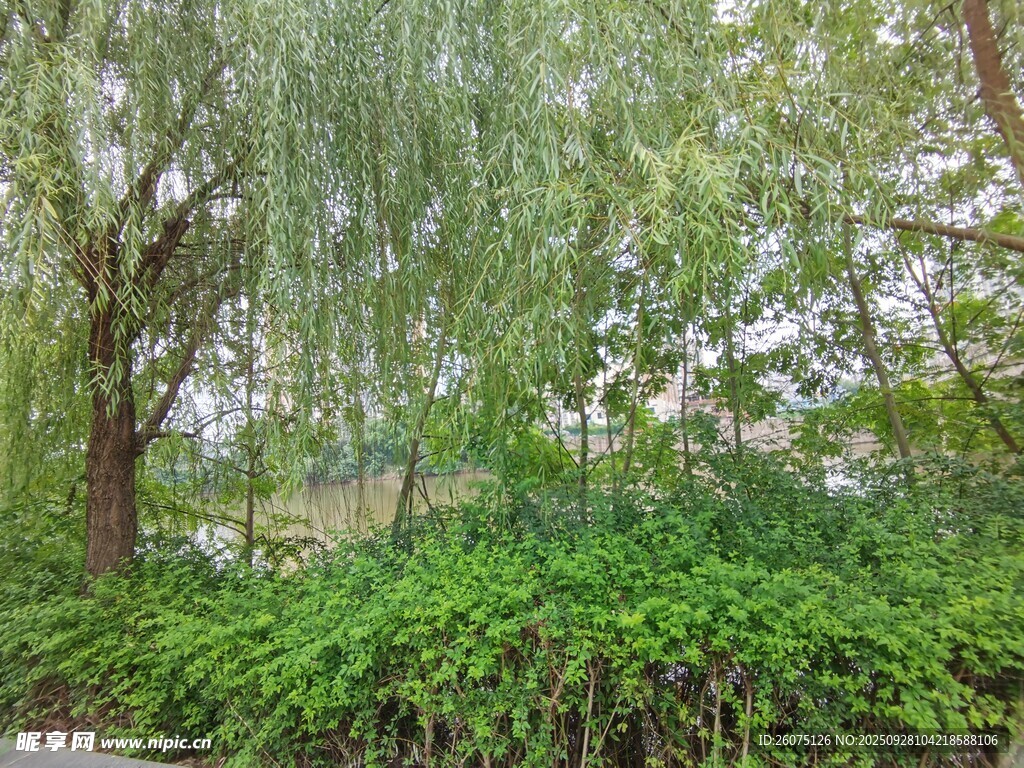 綠意盎然的樹林景觀