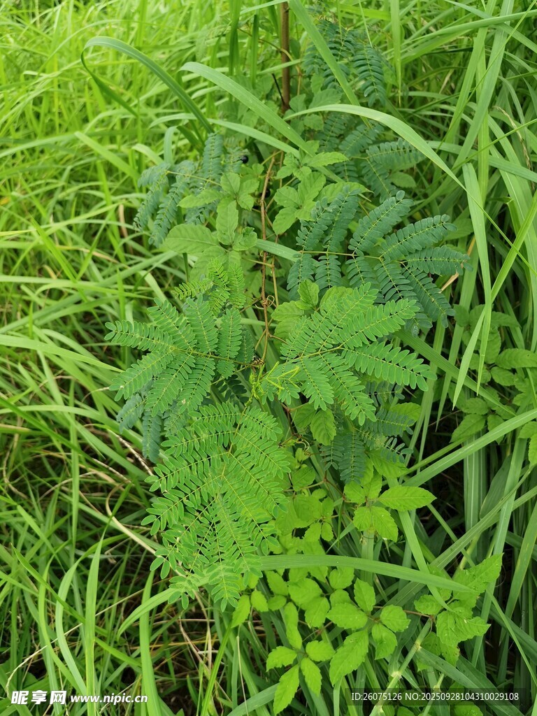 茂盛的綠色植物景觀