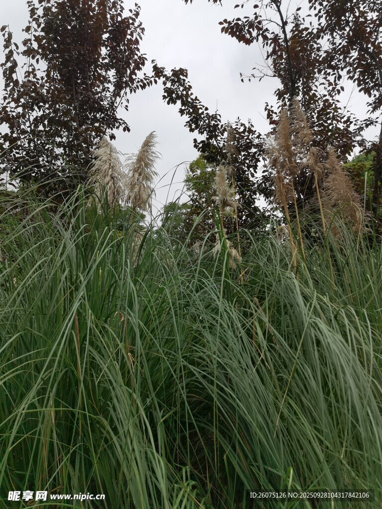 野外茂盛的綠色草叢景觀