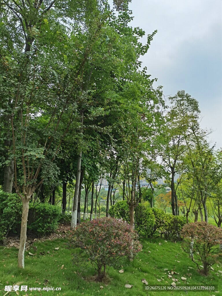 綠意盎然的戶外樹林景觀