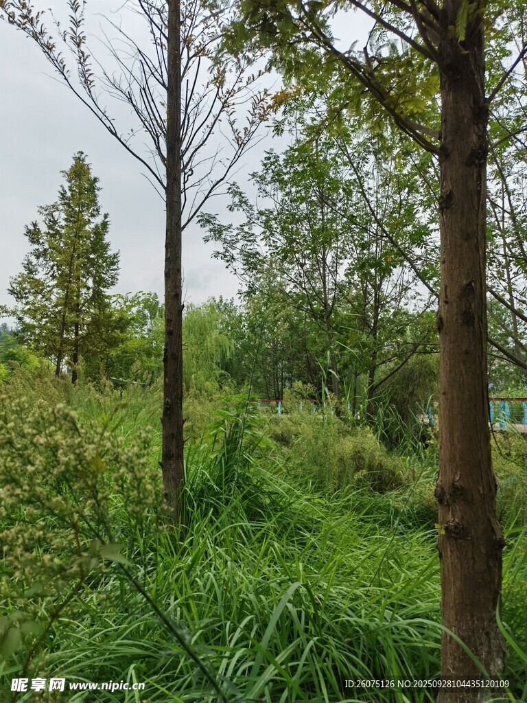 林間綠意盎然的自然景致