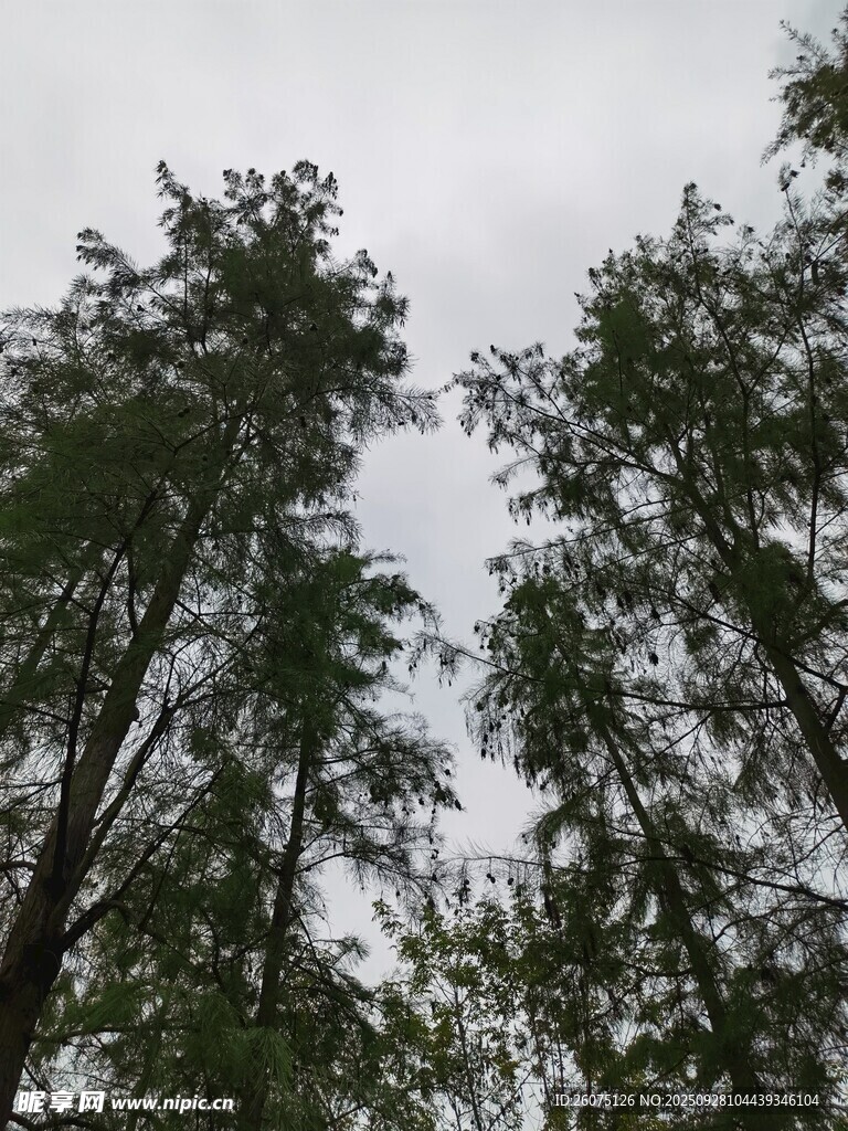 仰視茂密樹林樹冠