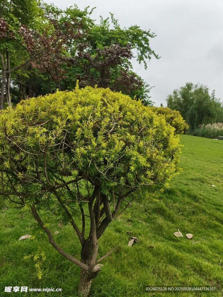 翠綠灌木立于蔥郁草地
