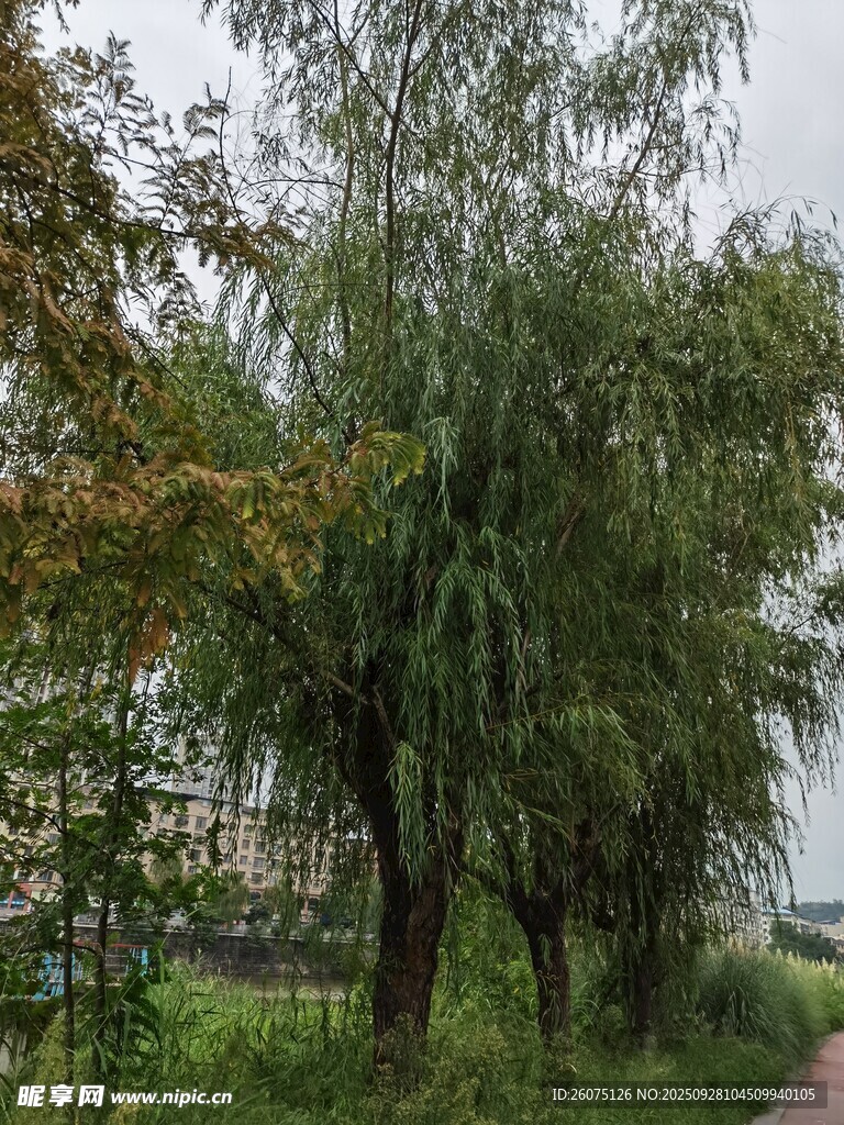 路邊蔥郁柳樹風景