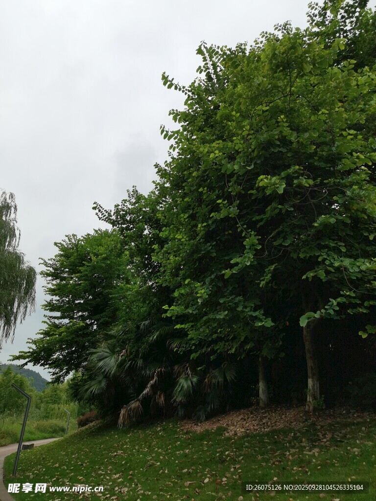 綠意盎然的戶外樹(shù)林景觀