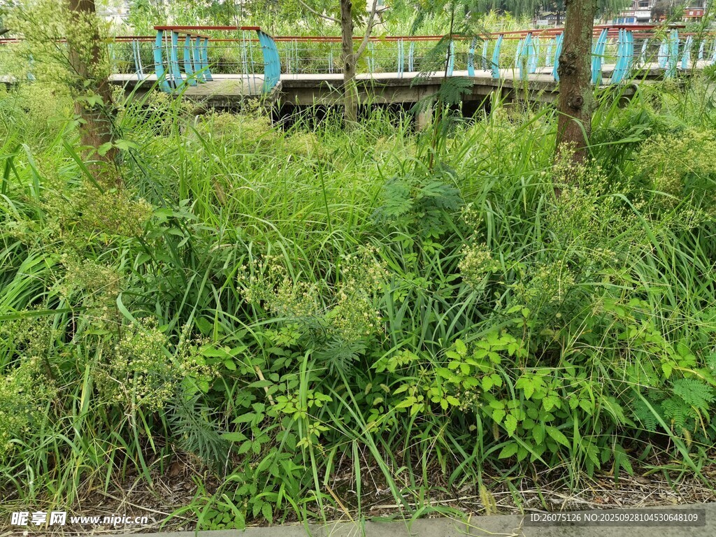野外繁茂綠植景觀
