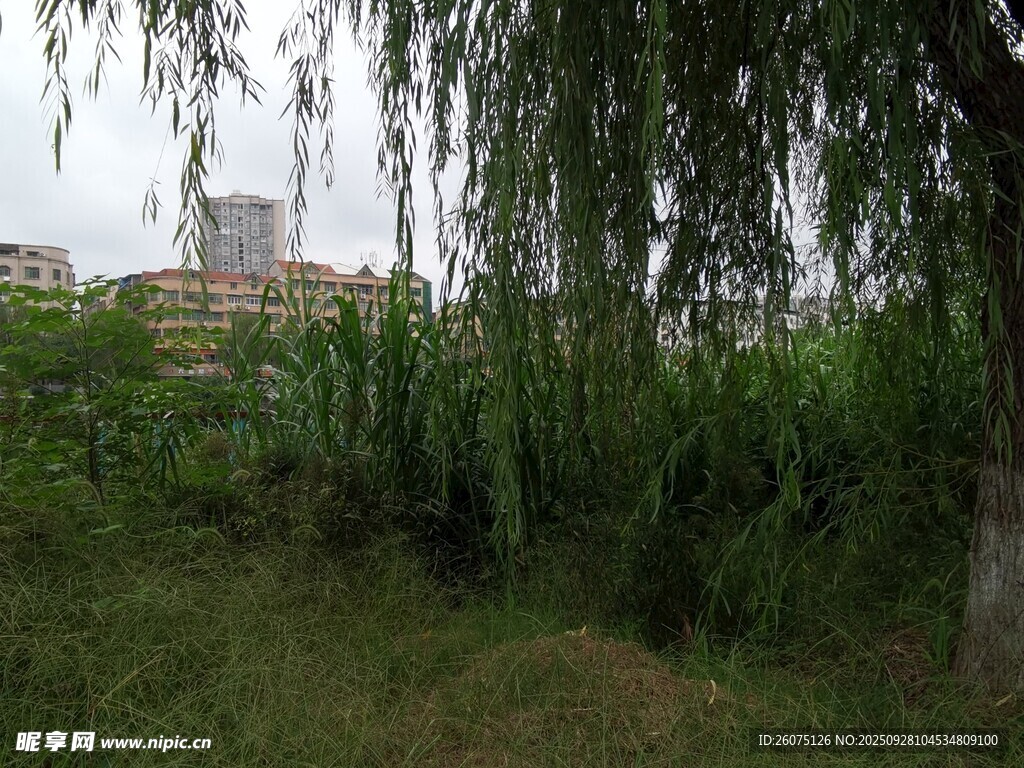 垂柳下的綠意盎然景致