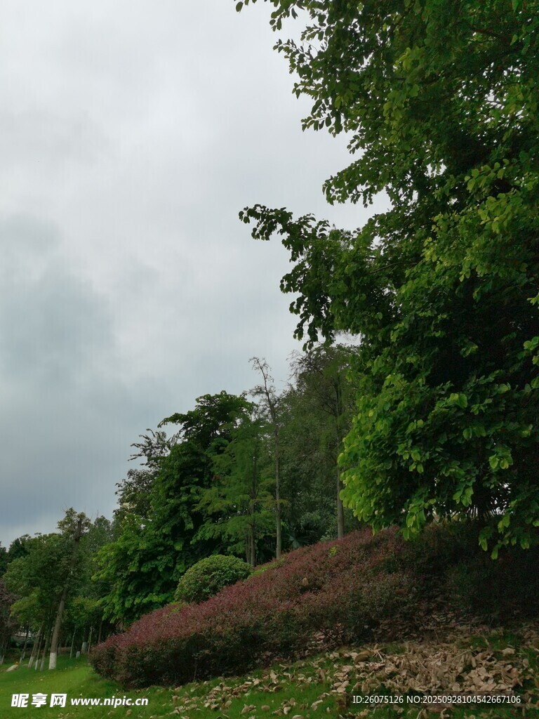 綠意盎然的戶外自然景觀