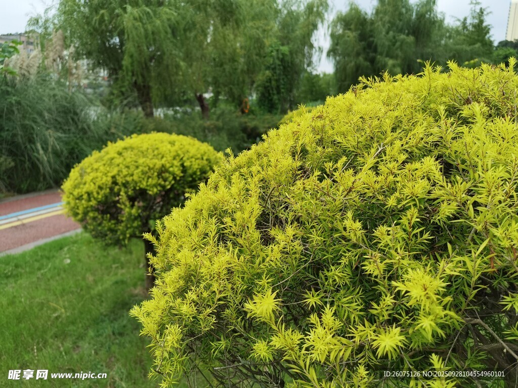 翠綠灌木裝點(diǎn)美麗園林