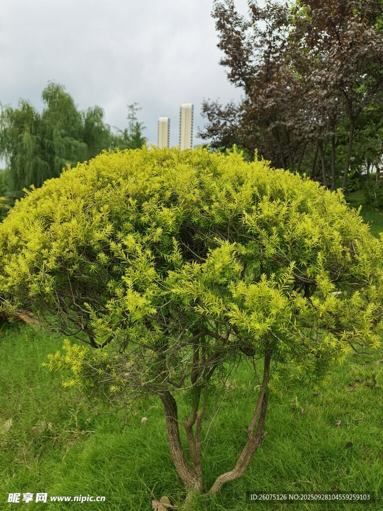 球形綠植點(diǎn)綴翠綠草坪