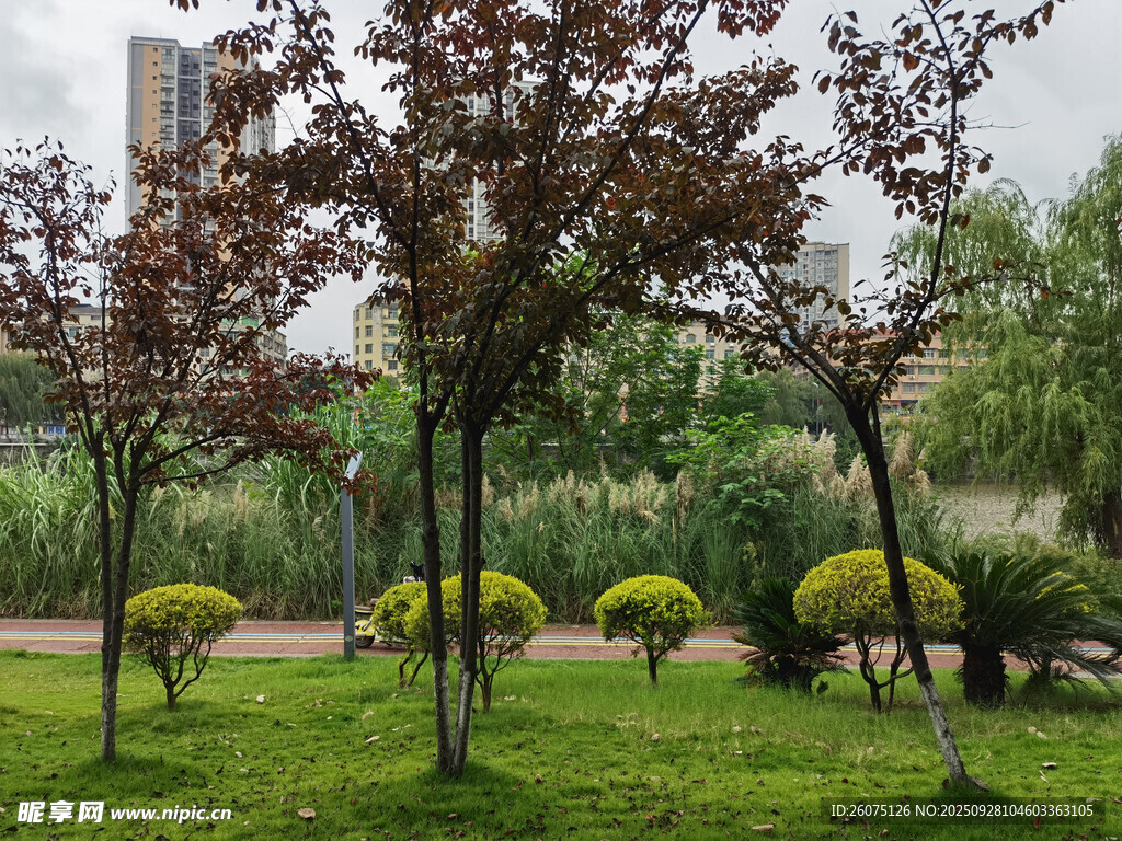 城市公園綠意盎然的景致